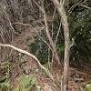Plants: image 31 Of 208 Thumb